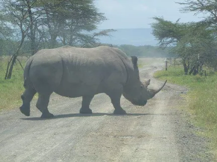 Parco nazionale del lago Nakuru