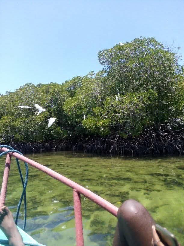 Escursione alle mangrovie e giro in canoa