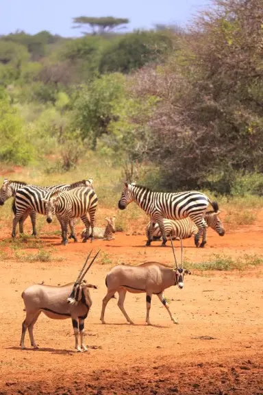 Safari di 5 giorni in Kenya